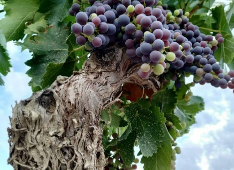 Unas uvas moradas en lo alto de una vid